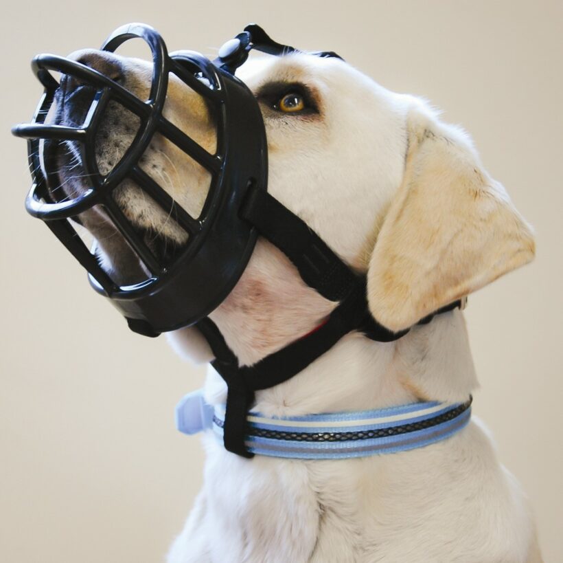 the-company-of-animals-dog-baskerville-ultra-muzzle.jpg